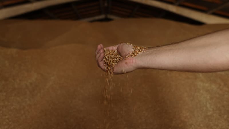 FIRST CARGO OF UKRAINIAN RAZONI CEREALS LANDS IN TURKEY WHERE IT HAS FOUND A NEW BUYER